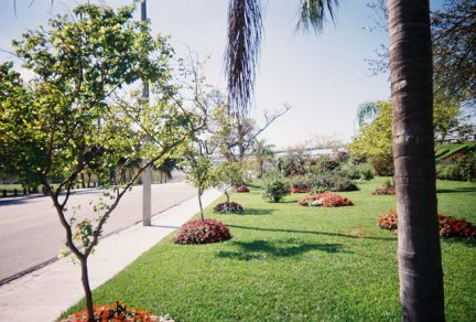 slides\streettree.jpg